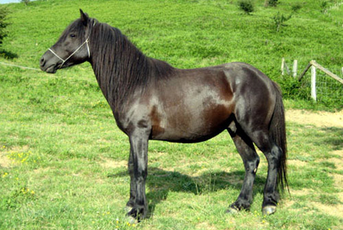 Basque Pony