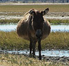 Pregnant Donkey