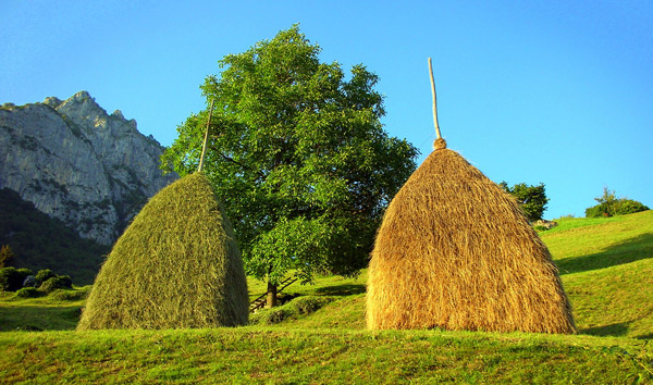 Hay Sheaves Hay Sheaves