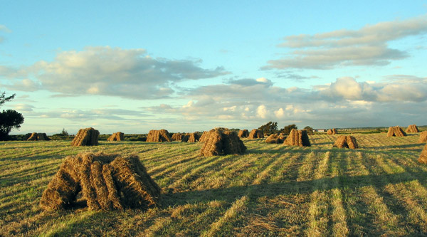Hay Bales Hay Bales