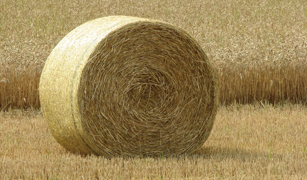 The Simple Beauty of Hay | The Equinest
