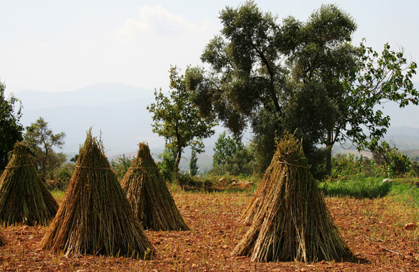 The Simple Beauty of Hay | The Equinest