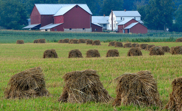 Amish Hay Stacks