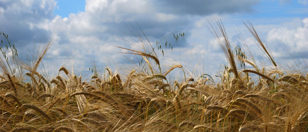 Hay Field Hay Field