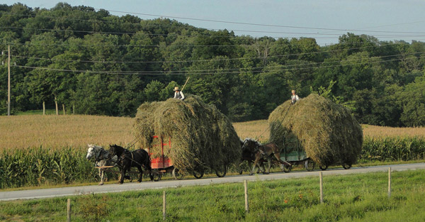 Gathering Hay Gathering Hay