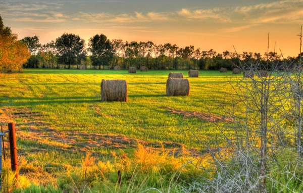 The Simple Beauty of Hay | The Equinest