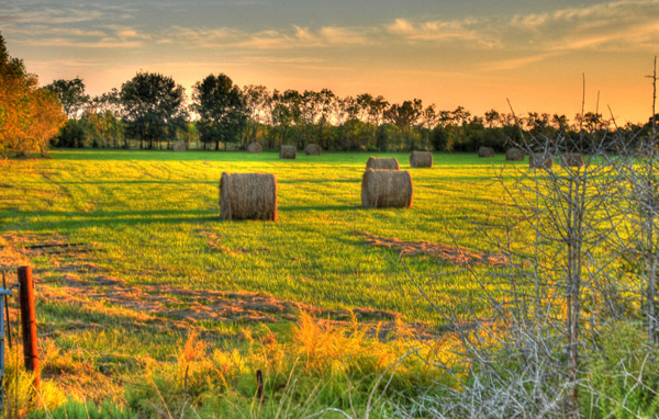 Hay Bales