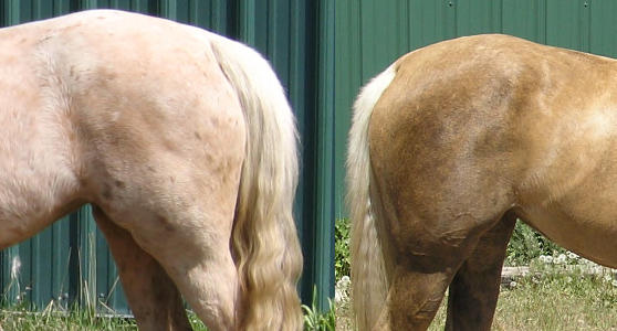 Palomino Color Comparison
