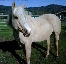 The authors horse Sage