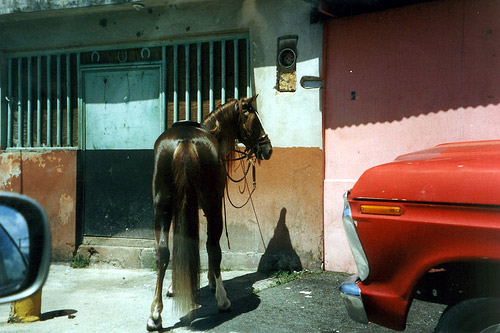 Horse in Puerto Rico Horse in Puerto Rico