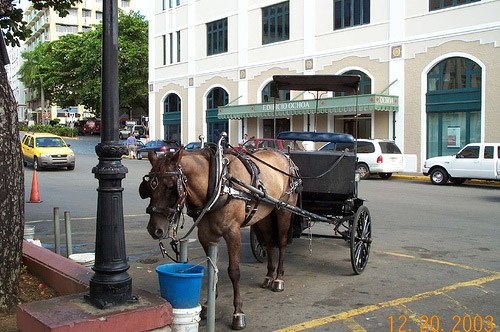 Horse and carriage in Puerto Rico