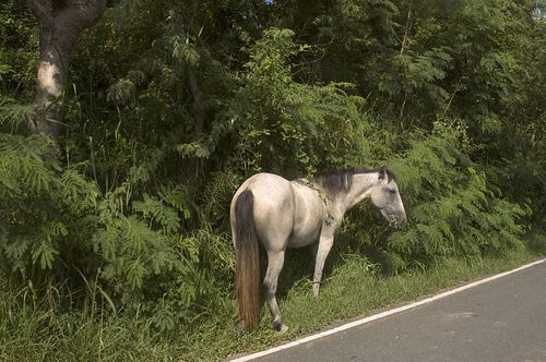 Horse in Puerto Rico Horse in Puerto Rico