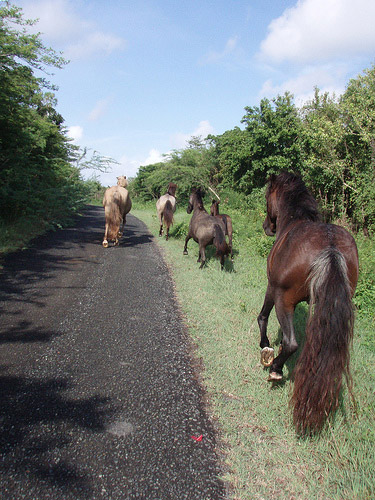 Horses in Puerto Rico