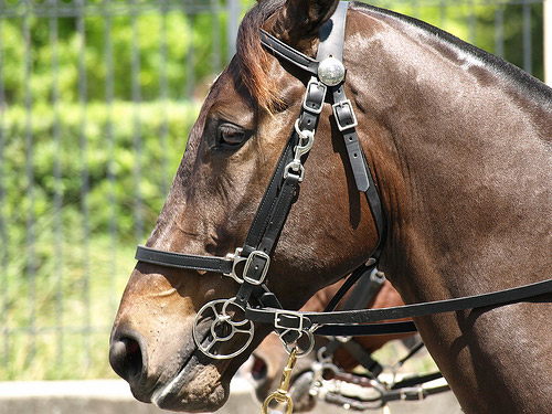 Horses in Puerto Rico Horse in Puerto Rico