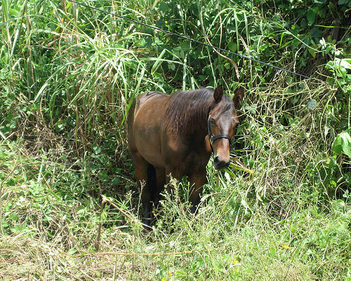 Horse in Puerto Rico