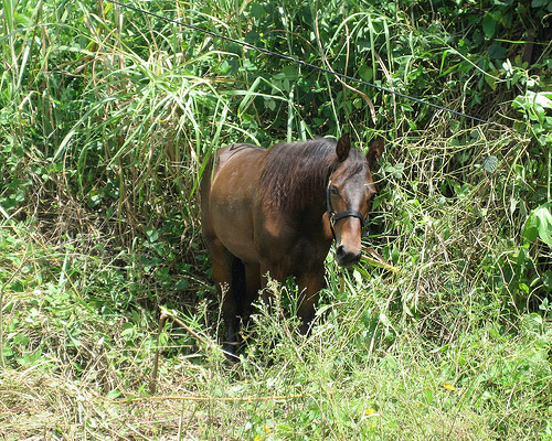 Horse in Puerto Rico Horse in Puerto Rico
