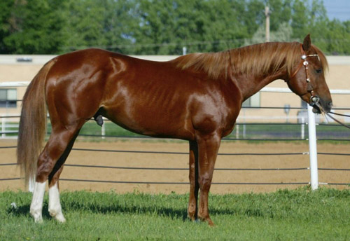 Quarter Horse
