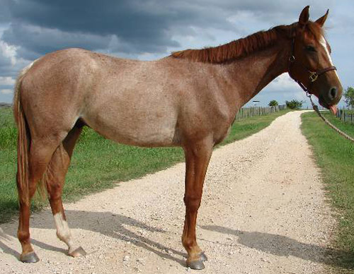 Rabicano Horse Rabicano Horse