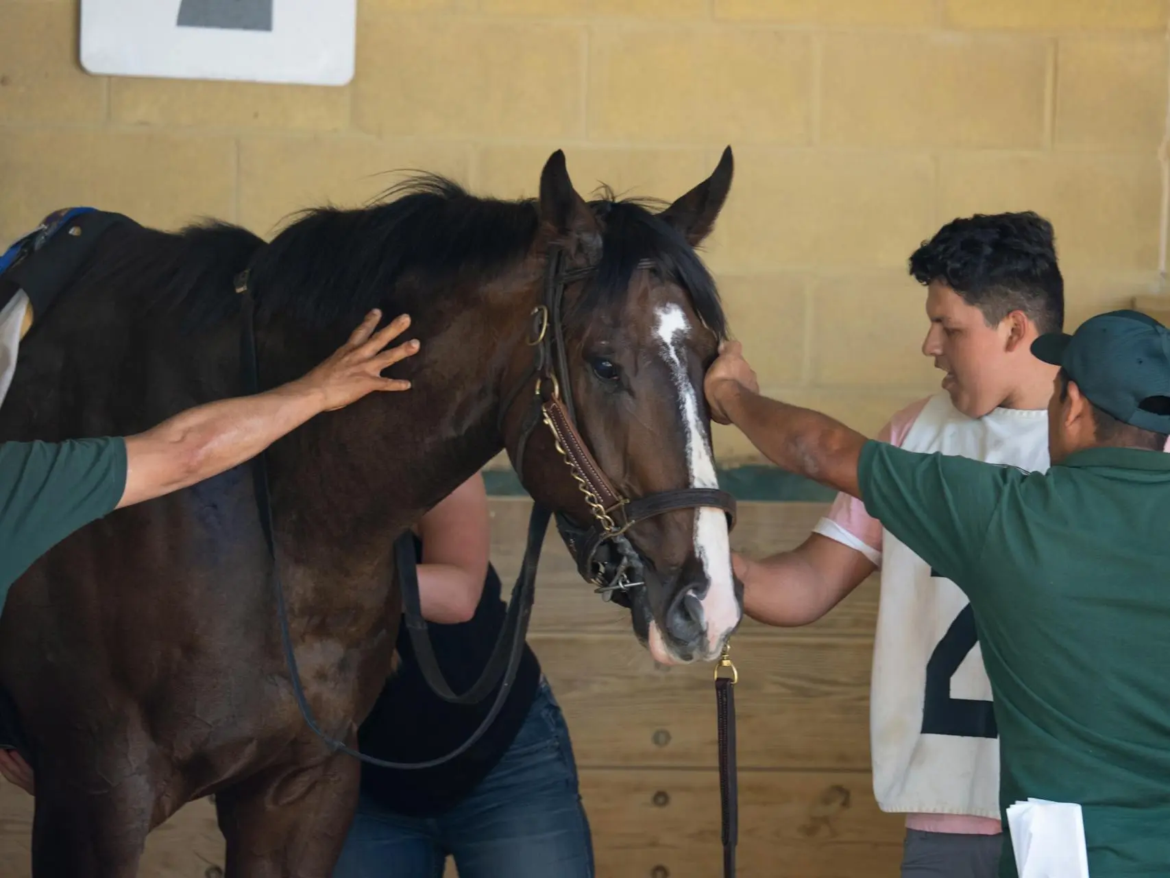Group of people standing around a horse