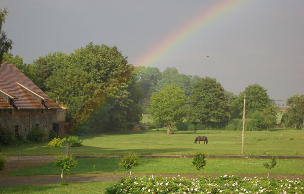 Rainbows & Horses