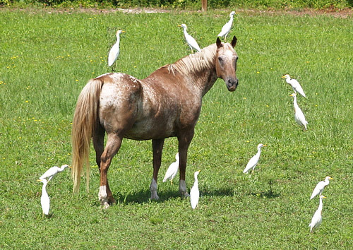 Horses and birds