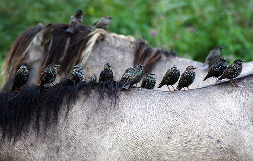 Horses and birds