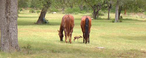Horses and fawn