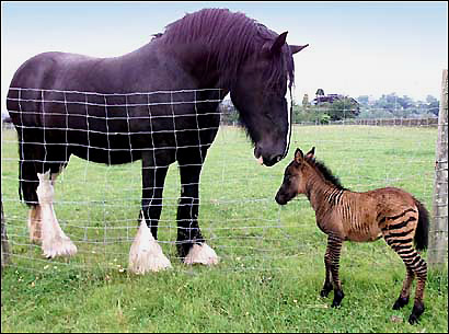 Horse and zorse
