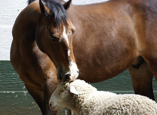 Horse and sheep