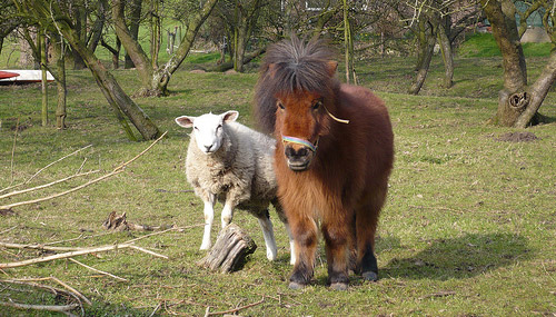 Pony and sheep