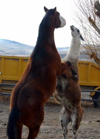 Horse and llama