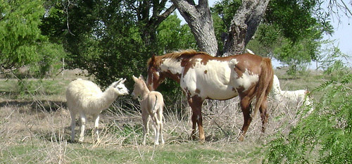 Horses and llama