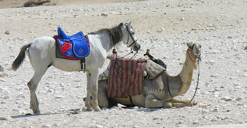 Horse and camel