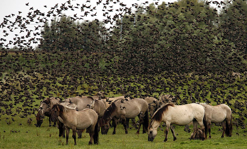 Horses and birds