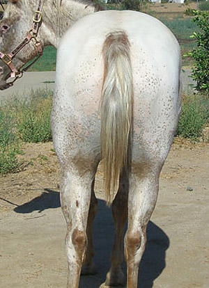 Rat Tail Appaloosa Rat Tail