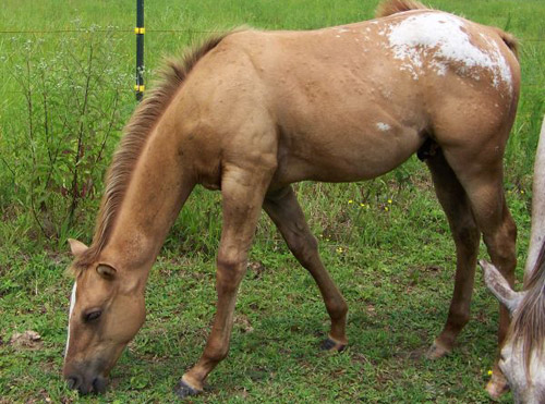 Red Dun Appaloosa