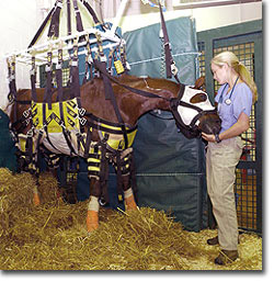 horse with rehabilitation therapist