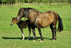 Horse Breeding and Reproduction Jobs