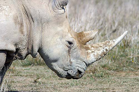 Rhinoceros