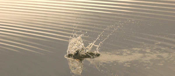 Ripples Ripples