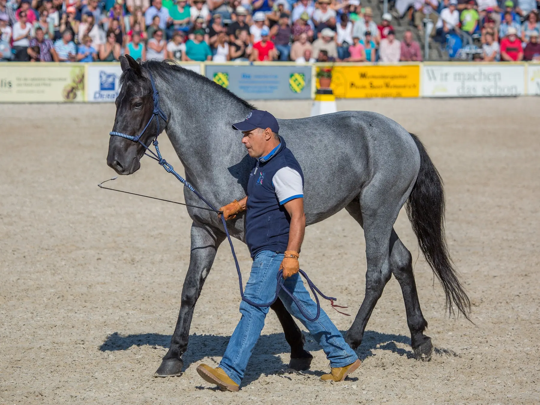 Man walking in an arena with a roan horse
