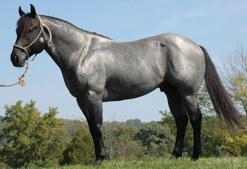 Roan Horse