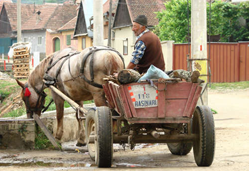 Horses in Romania