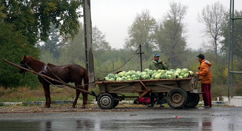 Horses in Romania Horses in Romania
