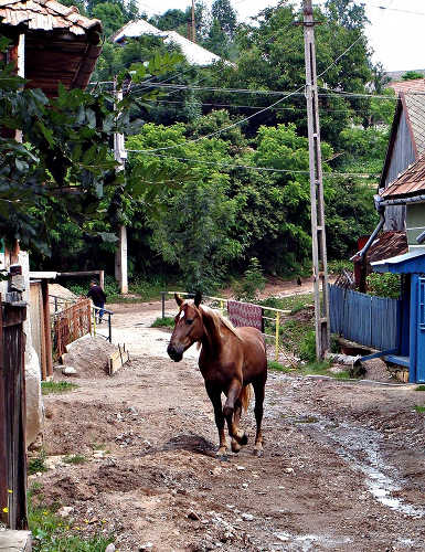 Horses in Romania Horses in Romania