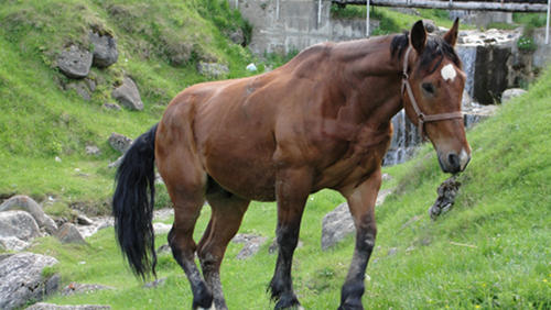 Horses in Romania Horses in Romania