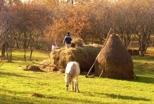 Horses in Romania