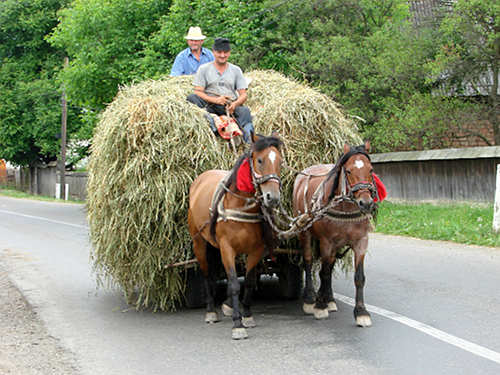 Horses in Romania Horses in Romania