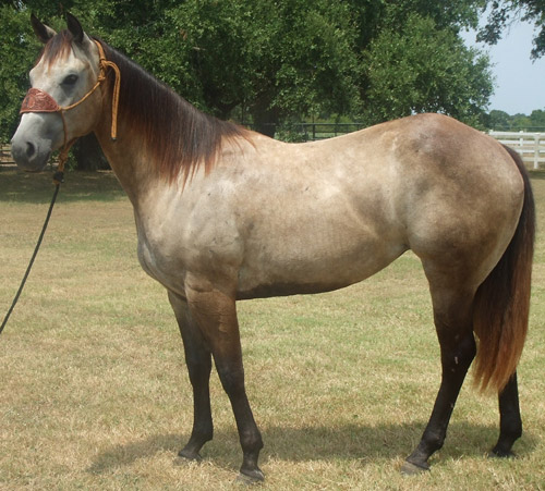 Rose Grey Horse Rose Grey Horse