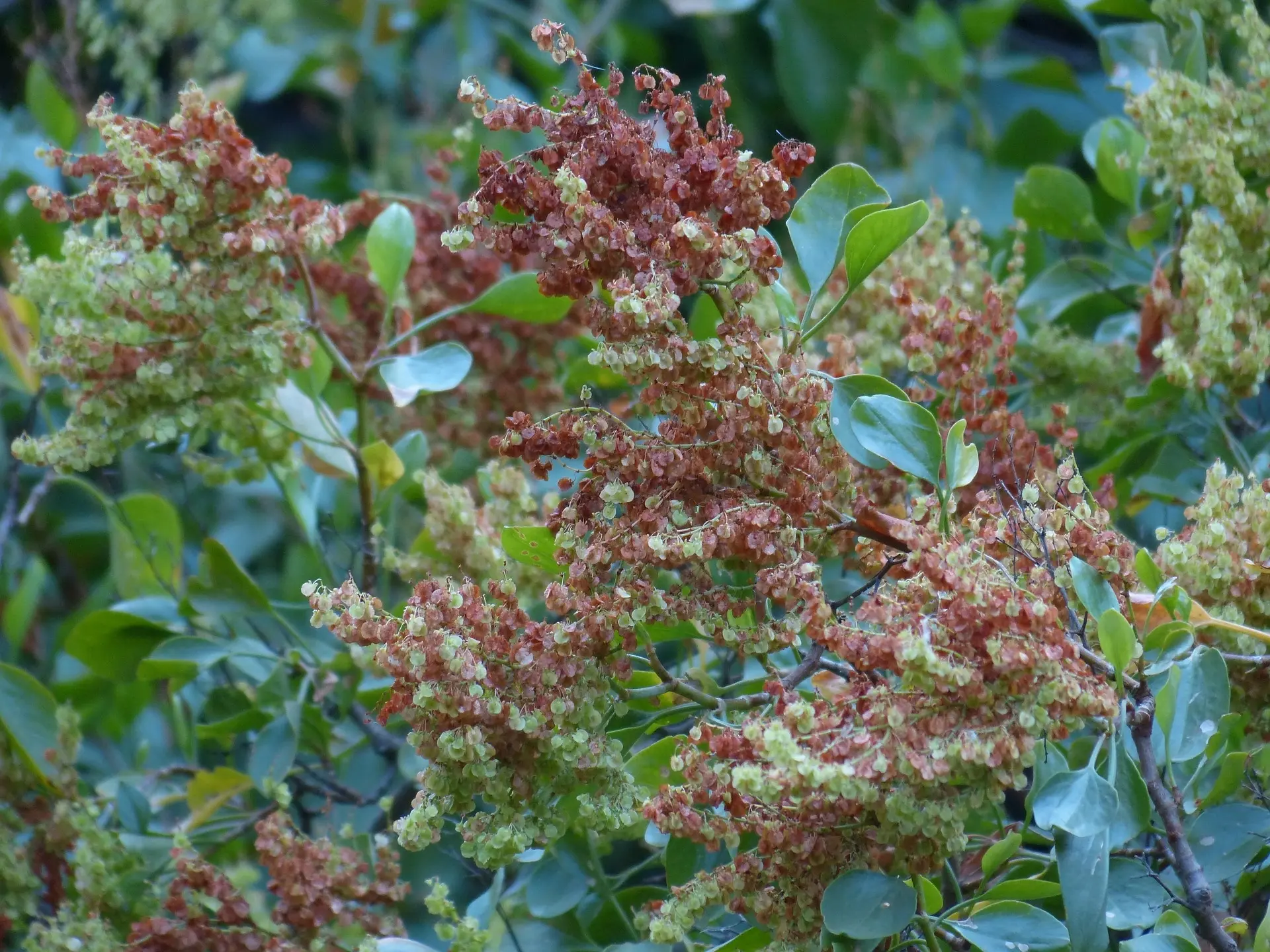 Curly Leafed Dock Sorrel